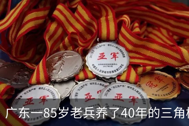 广东一85岁老兵养了40年的三角梅“火了”，开成“浪漫花屋”，网友：看哭了